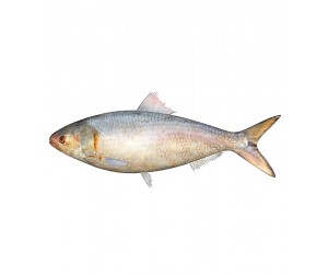 Hilsa Saboor Indisk Staksill 1kg