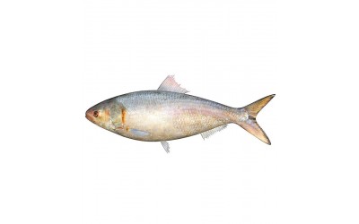 Hilsa Saboor Indisk Staksill 1kg